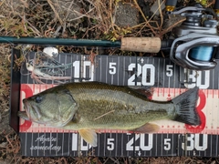 ラージマウスバスの釣果