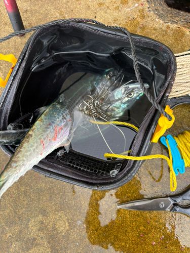 サゴシの釣果