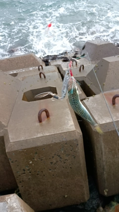 サバの釣果