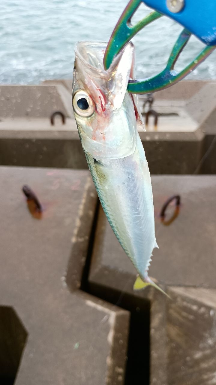 サバ