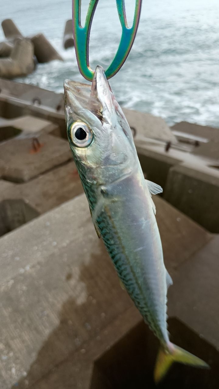 サバ