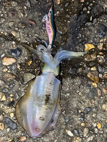 アオリイカの釣果