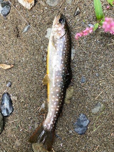 イワナの釣果