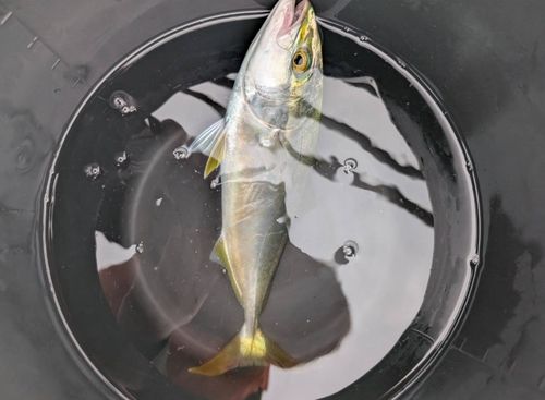 イナダの釣果