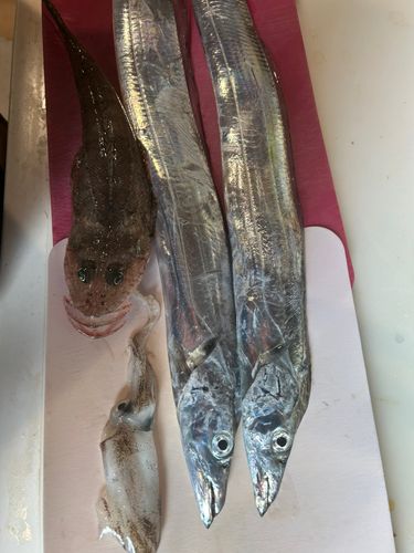 タチウオの釣果