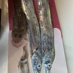 タチウオ