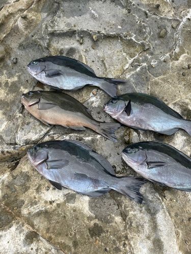オナガグレの釣果
