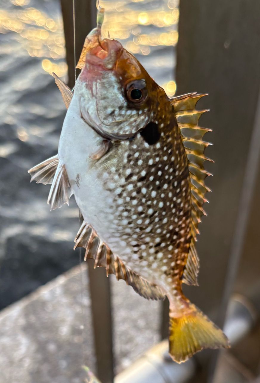サバ