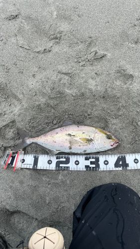 大倉戸海岸