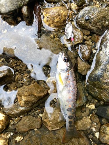 アマゴの釣果