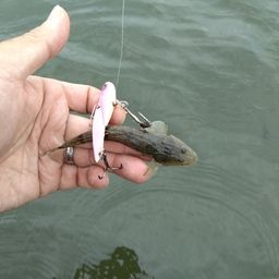 マゴチ