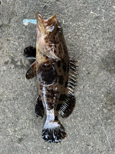 チャイロマルハタの釣果
