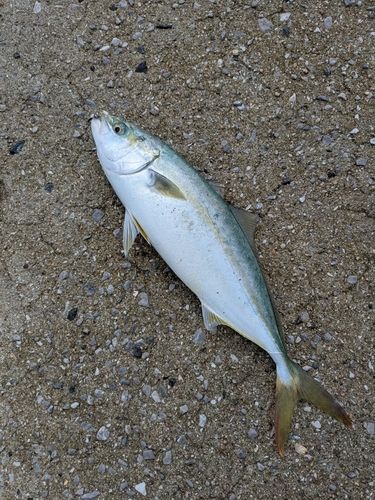 ヤズの釣果
