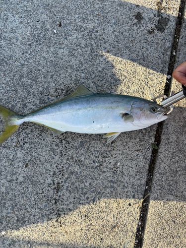 ハマチの釣果