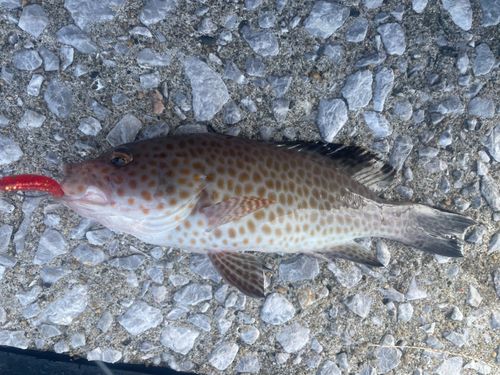 オオモンハタの釣果
