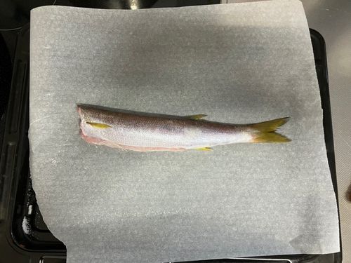 カマスの釣果