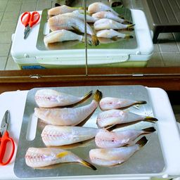 ショウサイフグ
