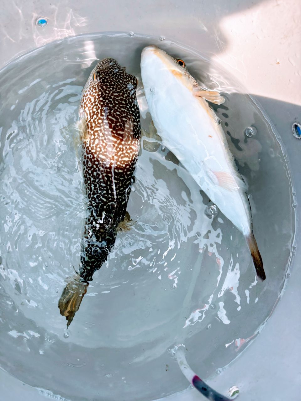 釣り好きG Gさんの釣果 2枚目の画像