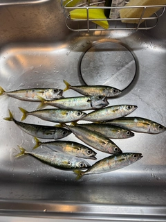 サバの釣果
