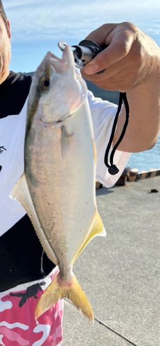 シオの釣果