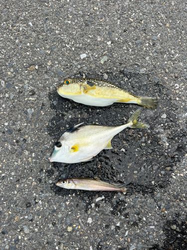 シロギスの釣果