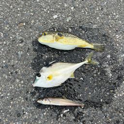 シロギス