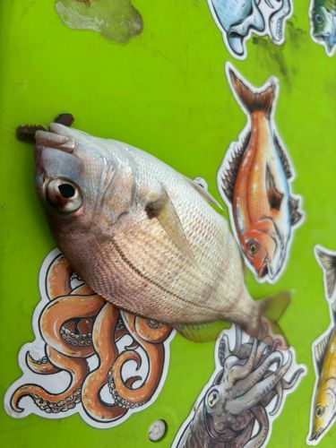 タイの釣果