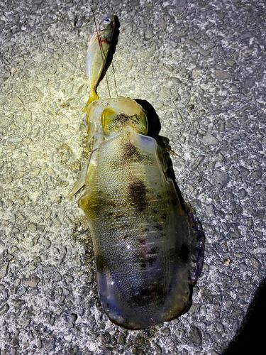 アオリイカの釣果