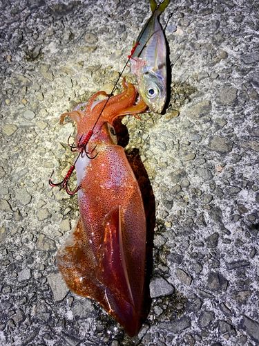 ケンサキイカの釣果