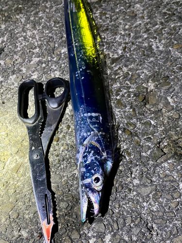 タチウオの釣果