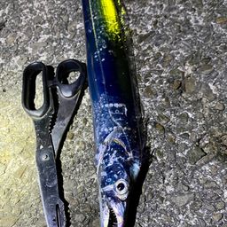タチウオ