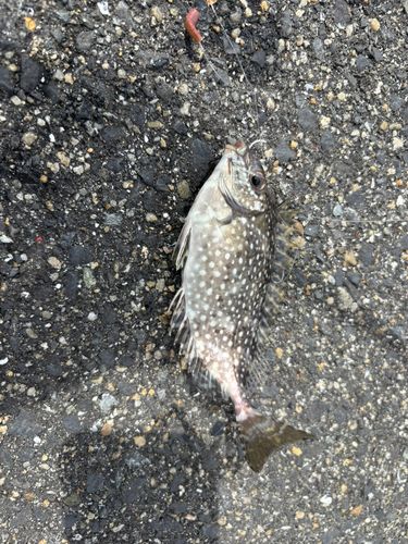 アイゴの釣果