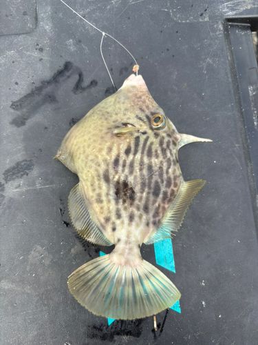カワハギの釣果