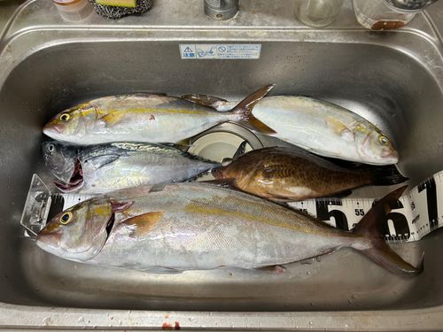 カンパチの釣果