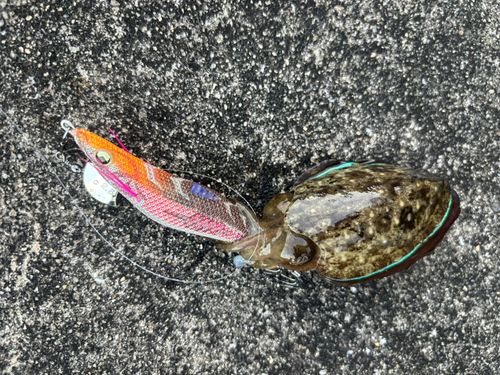 コウイカの釣果