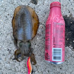 アオリイカ