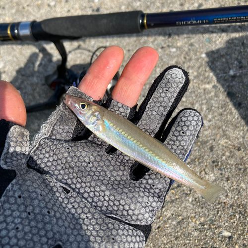 キスの釣果