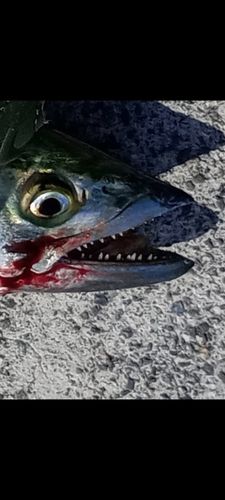 サゴシの釣果