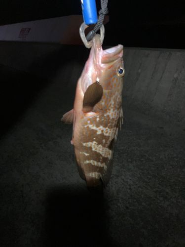 キジハタの釣果