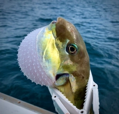 クロサバフグの釣果