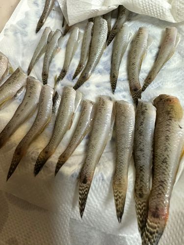 ハゼの釣果