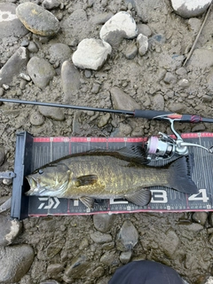 スモールマウスバスの釣果