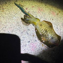 アオリイカ