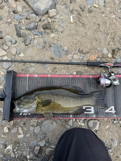 スモールマウスバスの釣果