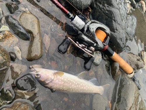 アメマスの釣果