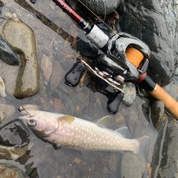 アメマス