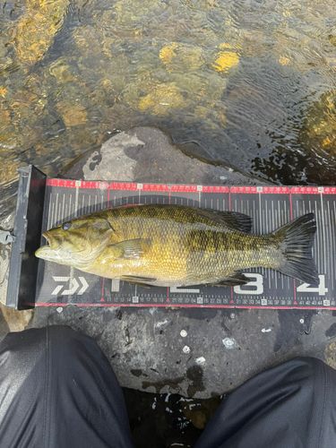 スモールマウスバスの釣果