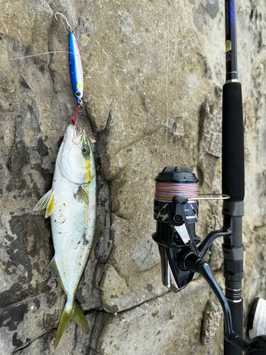 ツバスの釣果