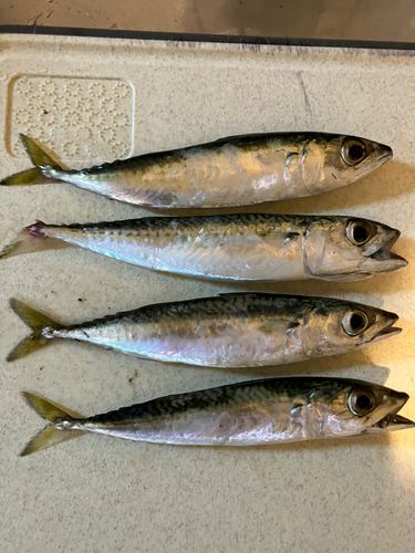 石狩湾新港