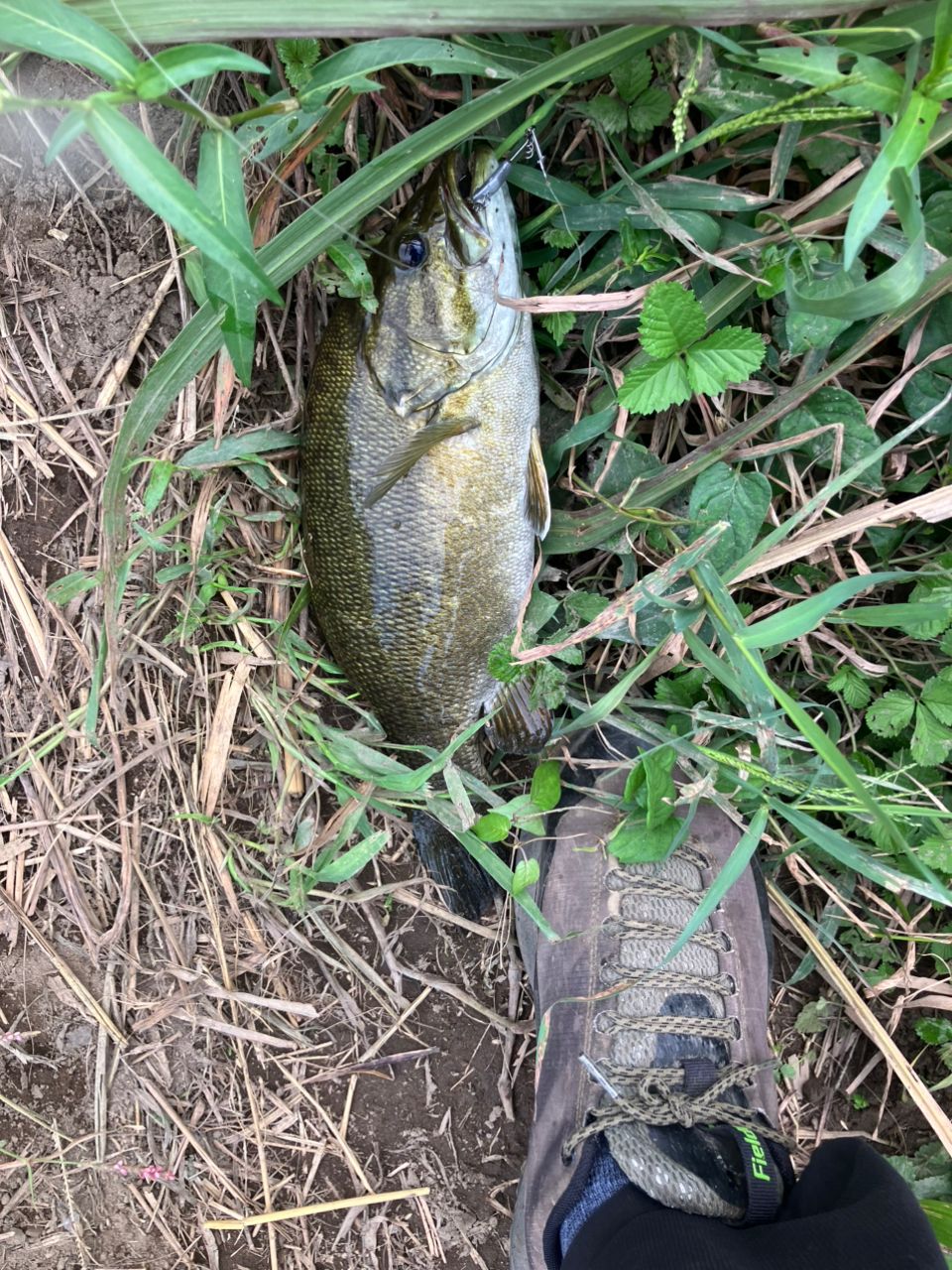 スモールマウスバス